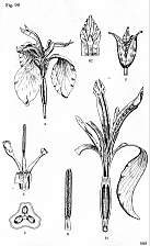 Flag Iris.TIF